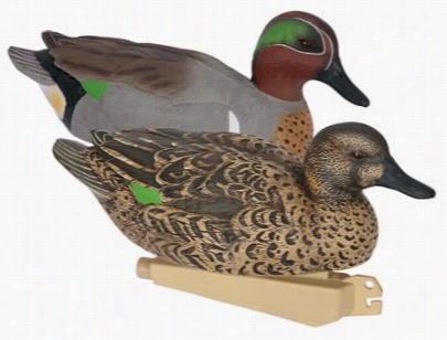 Banded Blocks Floatnig Greenwingt Eal Decoys