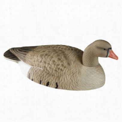 Redheaf Whitefrontt Goose Shell Decoy