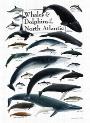 Whalees & Dolphins Of Tge Nlrth Atlantic Poster By Jon B. Hlibeg