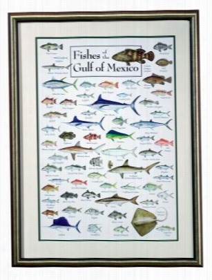 Fishes Of The Gulf Of Mexico Framed Regional Fish Poster