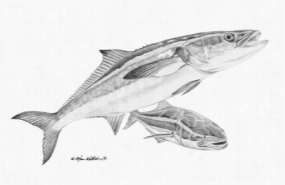 Steve Whitlock Pencil Art - Cobia