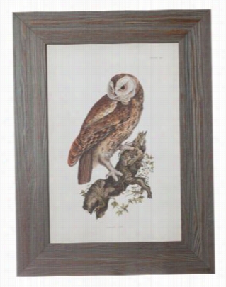 Tanwy Owl Framed Art Y John Selby