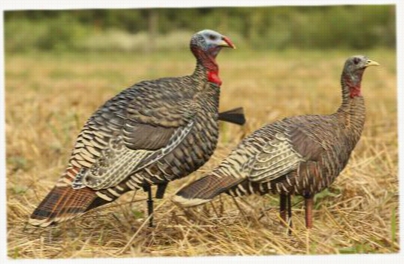 Avian-x Lcd Ro Grande Turkey Decoy Cimbo