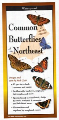 Common Butterf Lies Of New England Laminated Folding Ugide By Rick Cech