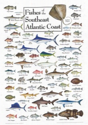 Fishes Of The Southaest Atlantic Coast Regional Fish Poster