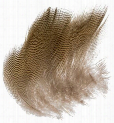 Wood Dive Feathers