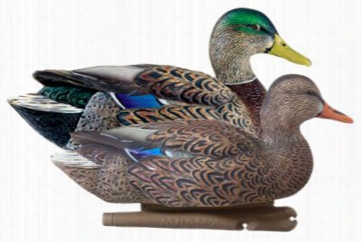 Avian-x Topflight Earlys Eason Mallard Duck Decoy Pack - 6-pack