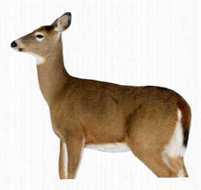 Montana Decoy Dreammy Doe Decoy