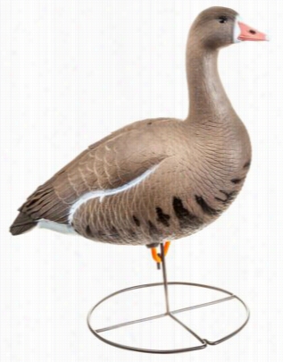 Dakota Decoy X-treme Full-body Specklebelly Goose Decoys