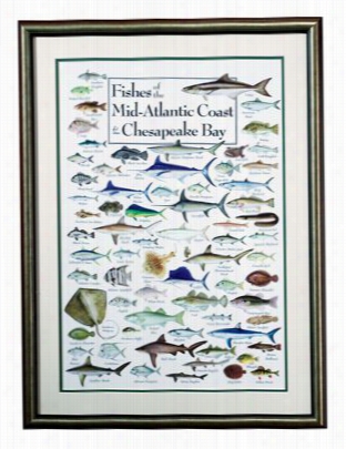 Fishes Of The Mid-atlatic Coast Aand Cnsapeake Bay Framed Regional Fish Postrr