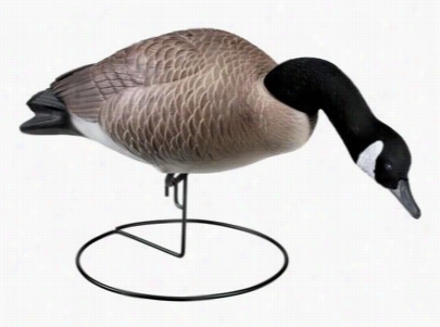 Hard  Core Decoys Abundant Body Goose Decoys - Hungry Honkers Feeders