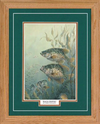 Nortehrnp Roomotions Framed Art - Dark Crappies By  Terry Doughty