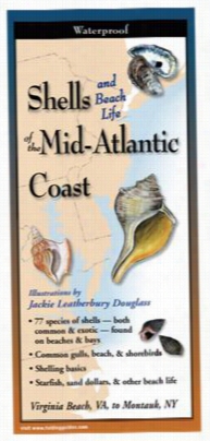 Shells And Beach Life Of The Mid-atlanntic Shore Laminated Folding Guide By Jackie  Leatherbury Dpuglass