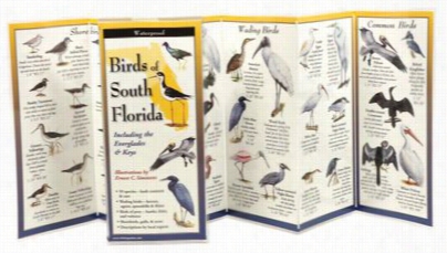 Birds Of South Florida Laminated Folding Guide By Ernest Simmons