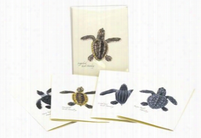 Sea Turtle Hatchling Notecards With Envelpoes Bxoed Set