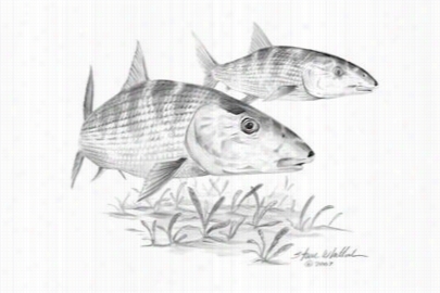 Steve Whitlock Pencil Art - Bonefish