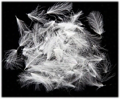 Cul De Canard (cdc) Feathers - White