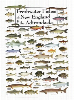 Freshwater Fishes Of The New England & The Adirondacks Poster By Robert Werner, Ellen Edmonds On,a Nd Hugh Chrisp