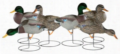 Dakota Decoy X-treme Ful L Body Mallard Decoys - 4 Drakes 2 Hens