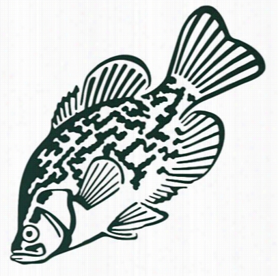 Outdoor Action Decals - Crappie