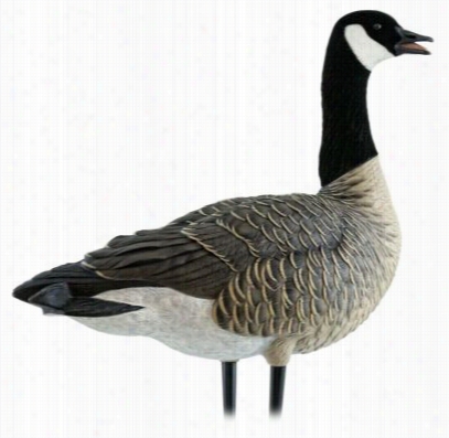 Avian-x Axp Active Lesser Canada Goos Decoy Pack