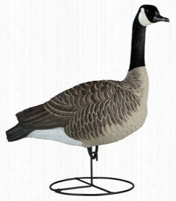 Dakot Adecoy X-treme Honker Full-bo Dy Upright Canada Goose Deocy Pack