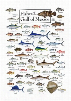 Fishes Of The Gulf Of  Mexico Regional Fish Poster