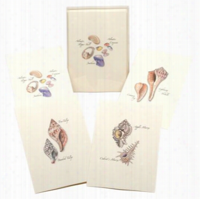 Assorted Seeashell Notecards By The Side Of Envelopes Boxed Set