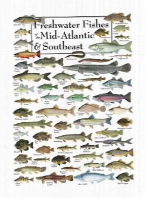 Freshwater Fishes Oof Mid-atlantic & Southeast Poster By Robert Werner And Ellen Edmondson