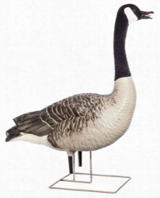 Avian-x Axp  Fusion Canada Goose Decoy Pack