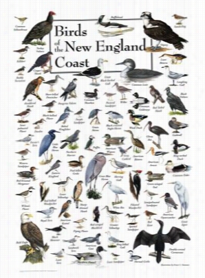 Birds Of The New England Coast Poster By Ernest C. S Immons And Mark Garland