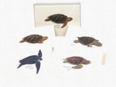 Assorted Sea Turtle Notecards With Envelopes Boxed Set