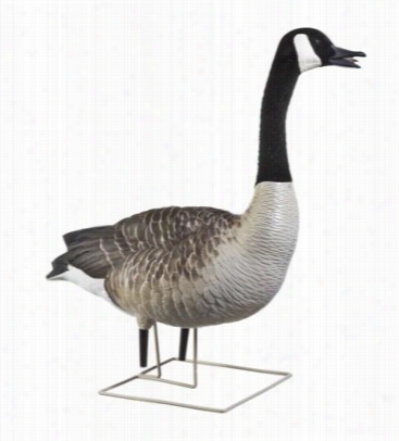 Avian-x Axp Full-body Painted Canada Goose Decoys - Sentry