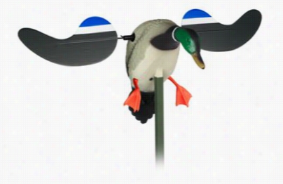 Mojo Oudoors Baby Mojo Decoy - Drake