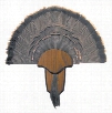 Hunter's Specialties Turkey Tail and Beard Mount Kit