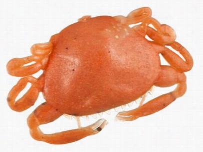 Berley Gulp! Saltwater Peeeler Crab - 2" - New Peny