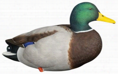 Avian-x Axp Oove R -size Full Body Mallard Decoys