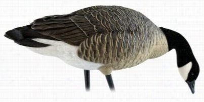 Avian-x Axplesser Canada Goose Decoy Feeder Pack