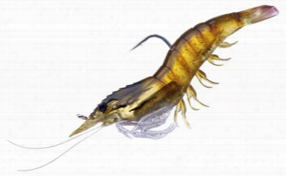 Livetaarget Shrimp - 4' - Brown Shrimp