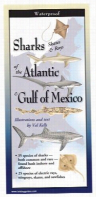 Sharsk, Skates, And Rays Of The Atlantic & Gulf Of Mexico Lminated Folding Guide By Val Kells
