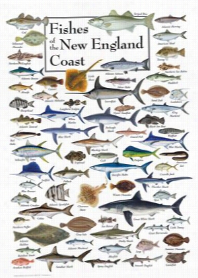 Fishes Of The New England Coast Country Afish Poster