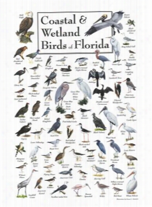 Coastal & Wetland Birds Of Floriida Postter By Ernestc . Simmons