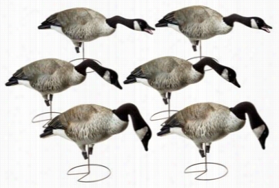 Greenhead Gear Commercial Grade Full Body Honkers Feeder Goose Decoy Pack