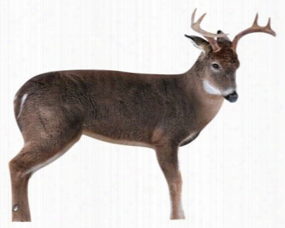 Montana Decoy The Freshman Whitetail Buck Decoy