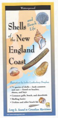 Shdlls  And Beach Life Of The New England Coast Laminated Fold Ing Guide B Jackie Leatherbury Douglass