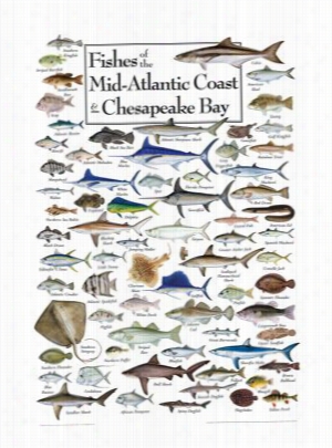 Fihse Of The Mid-atlantic Coast And Chesapeake Bay Regional Fisb Poster