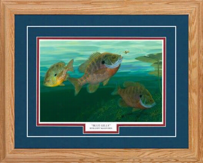 Northern Promotions Framed Art - Blue Gills By Randy Mcgovern