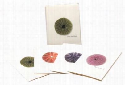 Sea Urchin Notecards With Envelopes Boxed Set