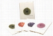 Sea Urchin Notecards with Envelopes Boxed Set