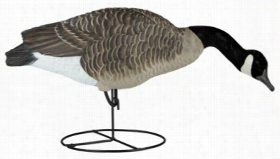 Dakota Decoy X-treme Honker Full-body Feeder Canada Goo Ose Decous